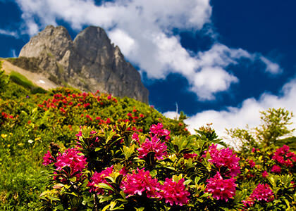 Rose des Alpes (Rhododendron ferrugineum) - Lexique des plantes : Plantes  médicinales & herbes - just.ch