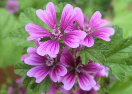 Mauve (Malva sylvestris) Plante médicinale - just.ch