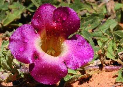Artiglio del diavolo, una pianta antinfiammatoria - NATYOURE