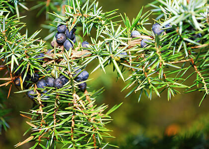 Enebro Juniperus Communis